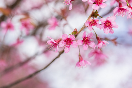 粉色樱花花