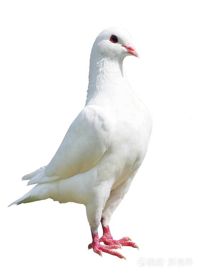 白鸽子帝国鸽子ducula