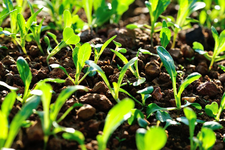 菜园子里长出的菜芽照片