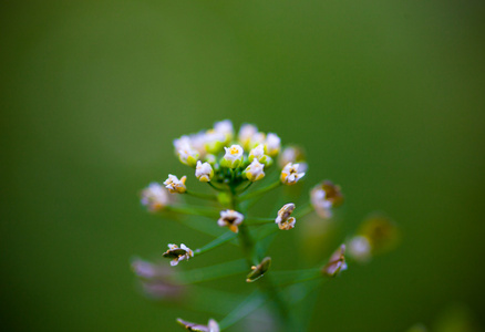 荠菜花的特写