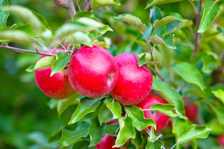 挂在树枝上的红苹果