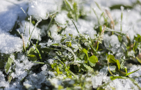 雪在草地上