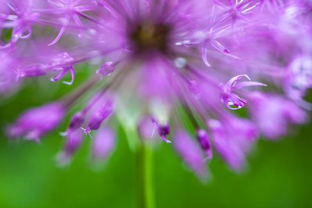 盛开的观赏洋葱allium