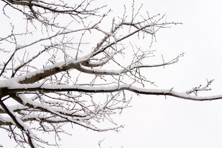 在雪中的树枝