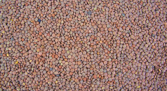 小扁豆安排作为背景。特写
