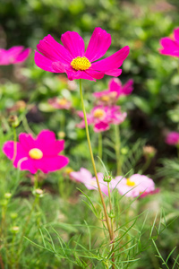 粉色波斯菊花卉在花园中