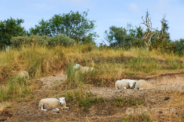 羊在夏天休息草