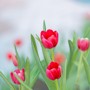 红色郁金香花