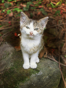 灰色和白色的小猫坐在石头上