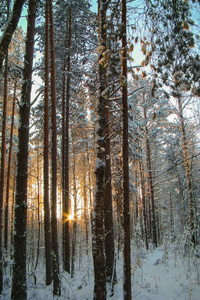 太阳在冬季森林