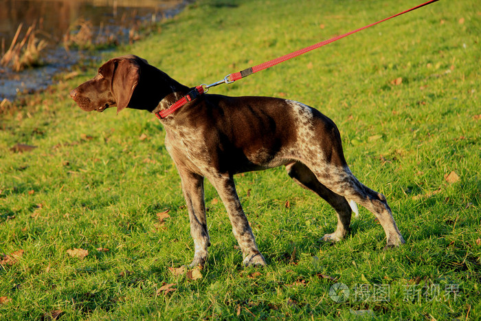 德国shorthaired 指针的小狗