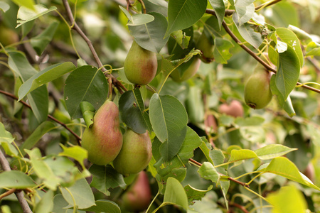 在树枝上的梨图片