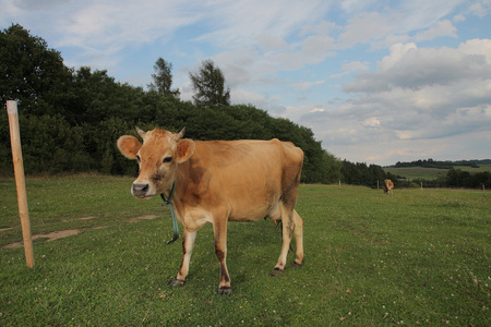 在夏季牧场放牧的奶牛