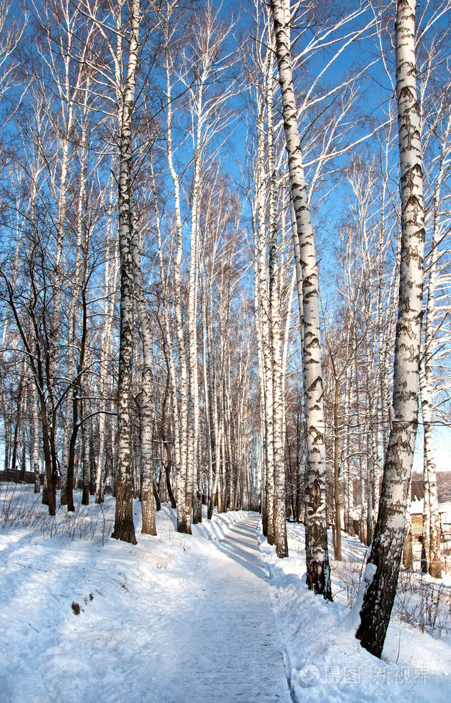 白桦树木在冬天
