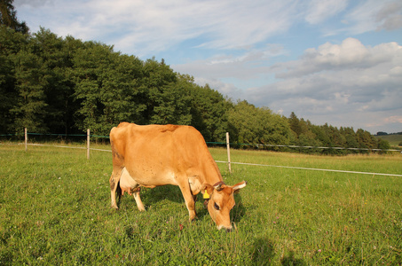 泽西牛在夏季牧场放牧