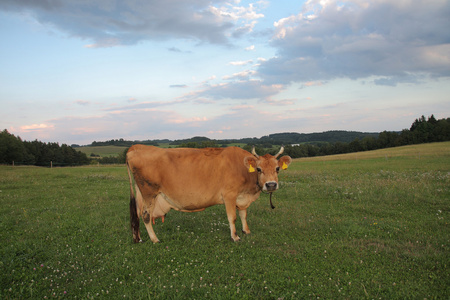泽西牛在草地上夏季牧场