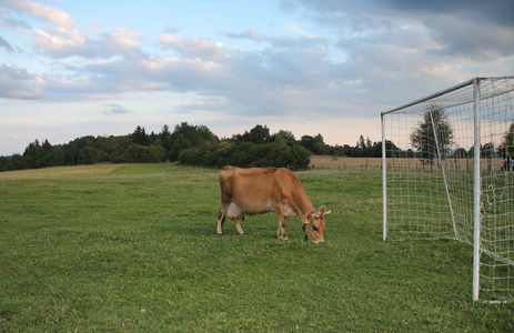 泽西牛在草地上的夏季牧场之间足球目标
