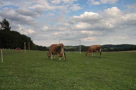 在足球目标之间的夏季牧场放牧的奶牛