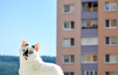 城里的超群猫