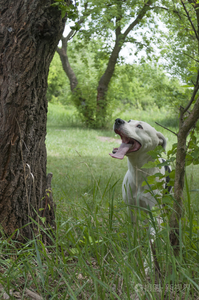 混血儿的斗牛犬看着一棵树