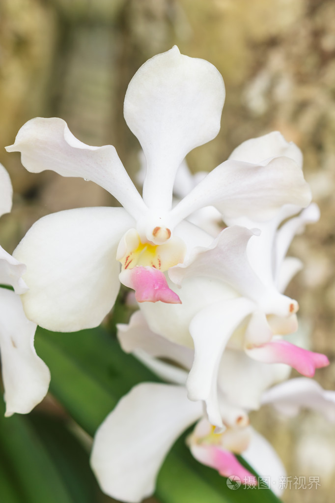 白色的兰花中联lilacina