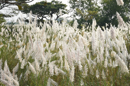 领域的芦苇草