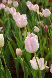 在花园里盛开的粉红色郁金香