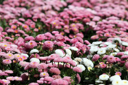 黛西花园春天季节自然背景