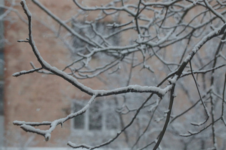 公园树枝上的降雪和雪