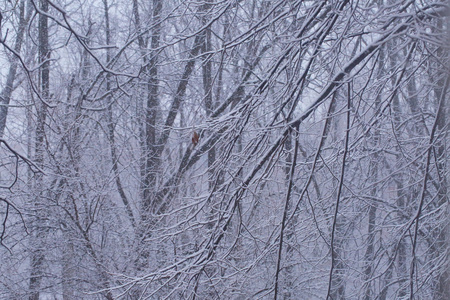 公园树枝上的降雪和雪