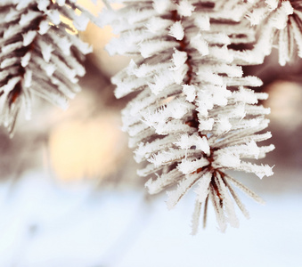 云杉树枝与雪