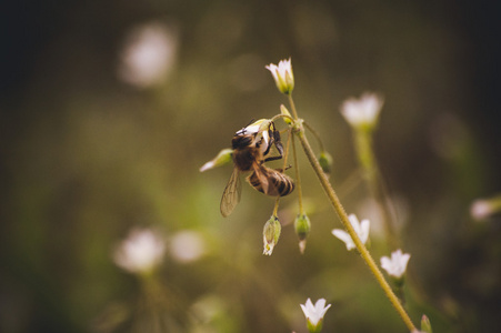 蜜蜂座位上白色的春天的花朵