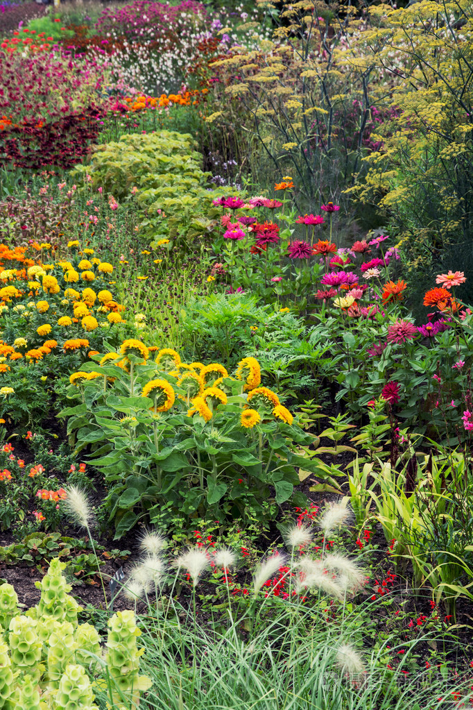 盛开鲜花的夏日草地
