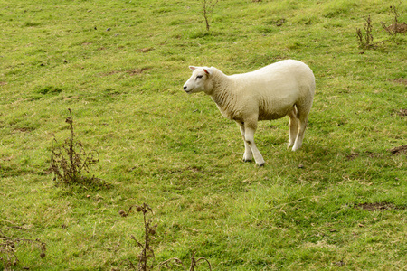 羊在绿草附近博迪恩