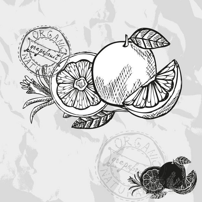 手工绘制的水果