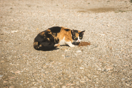 三基色吃猫