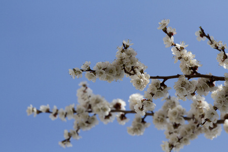 杏树树枝上的白色春花