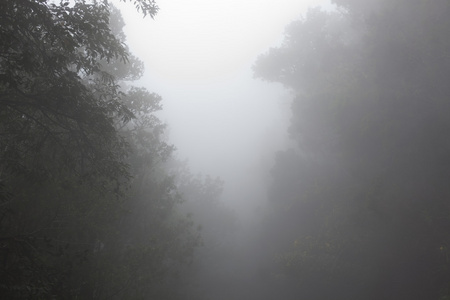 特内里费岛阿雨森林