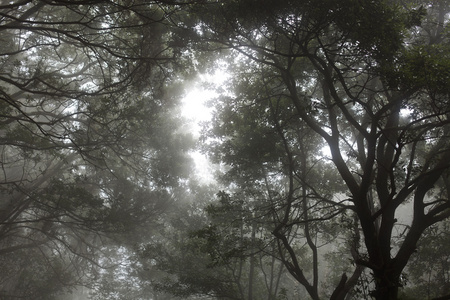 特内里费岛阿雨森林