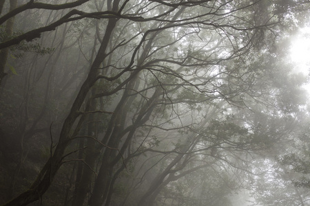 特内里费岛阿雨森林