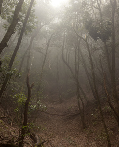 特内里费岛阿雨森林