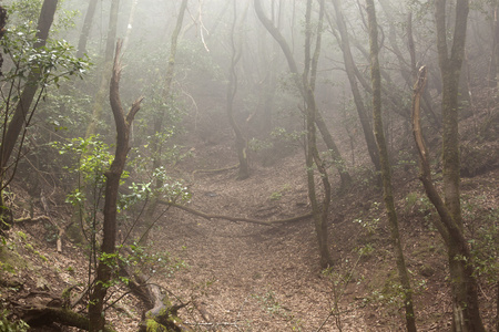 特内里费岛阿雨森林