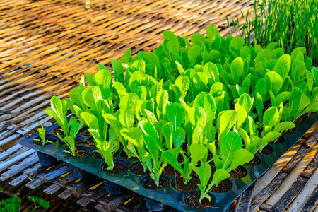 有机蔬菜种植农场图片