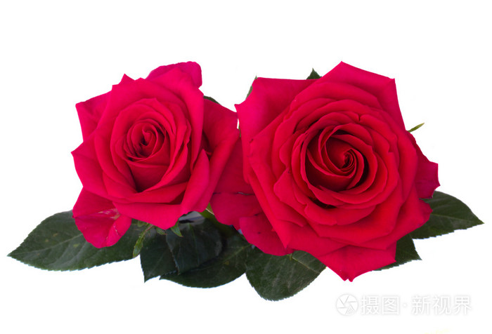 两个深粉红玫瑰