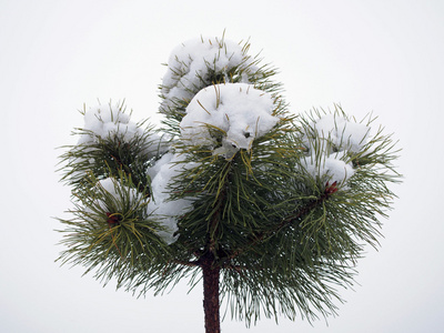 先端的年轻松树在雪