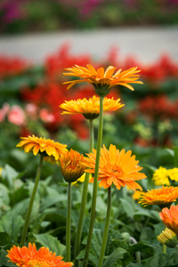 橙色非洲菊花在花园里