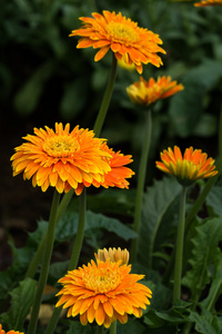 橙色非洲菊花在花园里