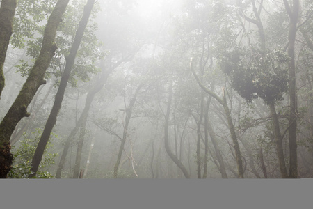 特内里费岛阿雨森林