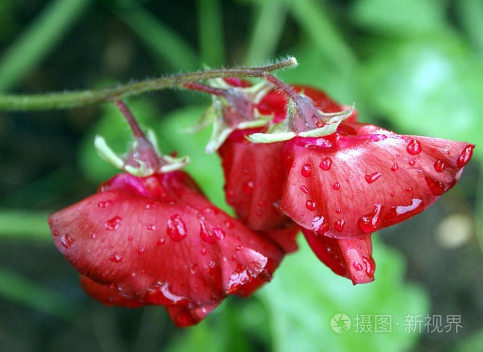 红色的甜豌豆花带雨点