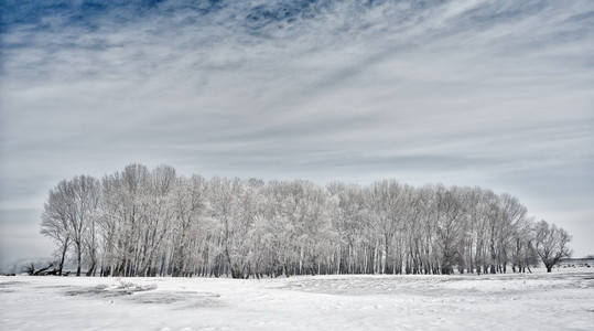 树木覆盖着霜冻冬季美丽的风景